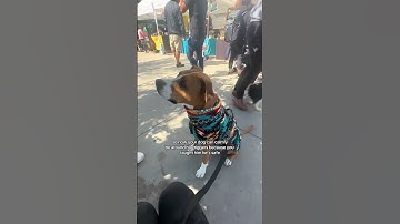 My Reactive Pitbulls Training Transformation