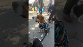 My Reactive Pitbulls Training Transformation