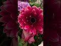 Many colorful Flower bouquet