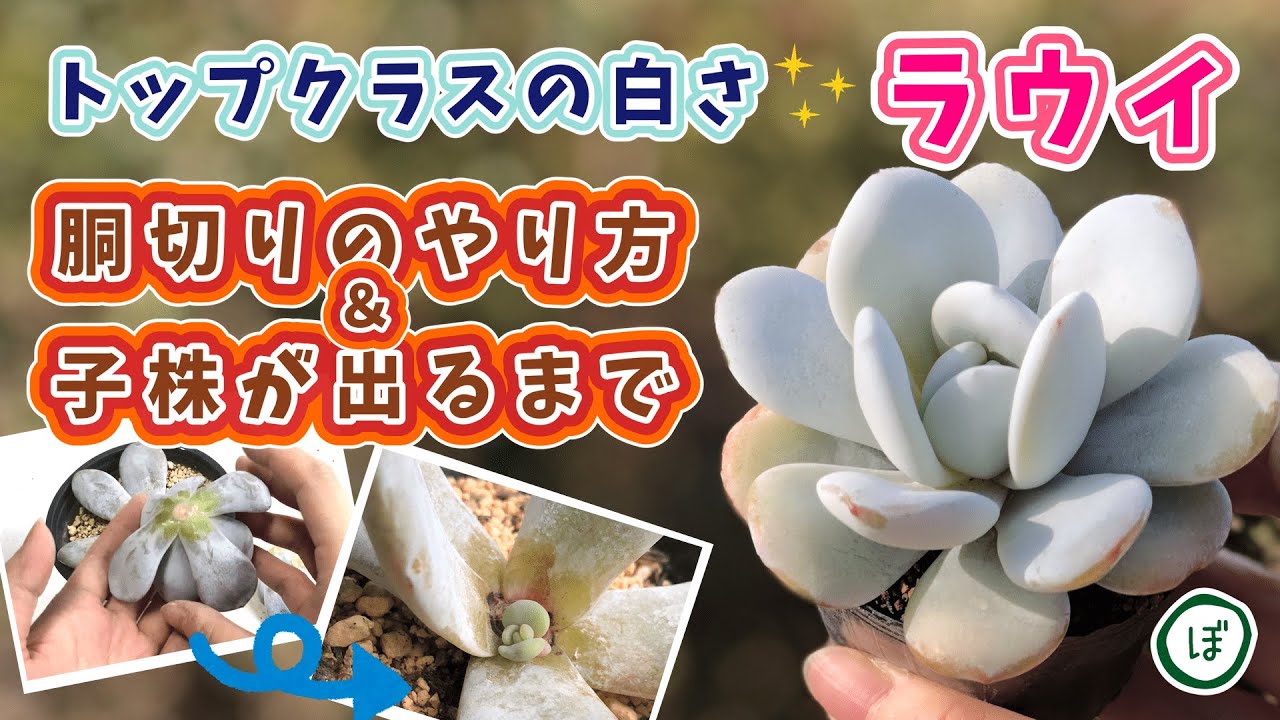 No25 ルンヨニーサンカルロス×ラウイ 抜き苗 発送方法② 多肉 多肉植物
