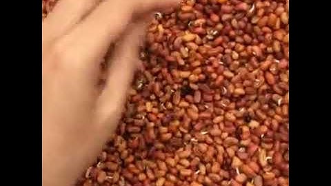 NGŨ CỐC MIN MIN - 0963333200