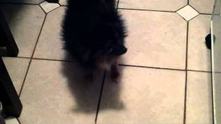 rotten treat.AVI