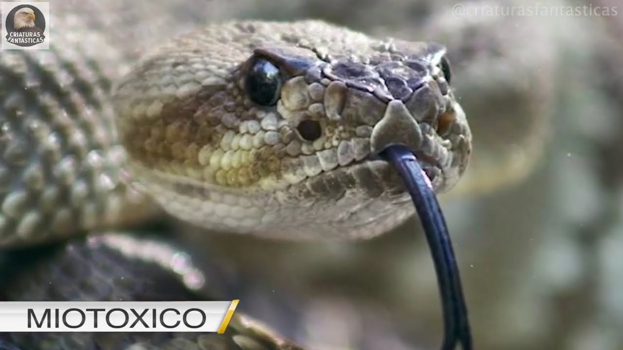 El Poder Letal del Veneno de las Serpientes 🐍 Documental en HD