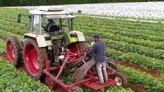 Melon Production At Scea Marsol