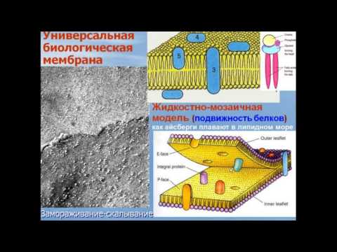 Цитоплазма. Видео лекция С.М.Зиматкин (2)