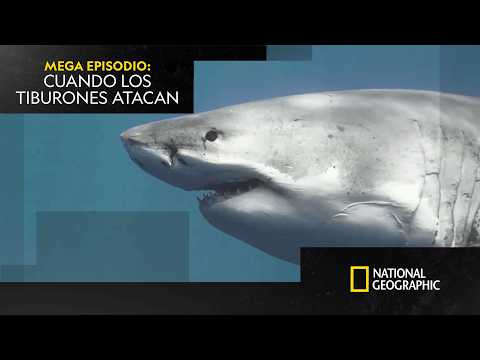 ¿Por qué atacan los tiburones a la gente? 🦈 | MEGA EPISODIO | NATIONAL GEOGRAPHIC ESPAÑA