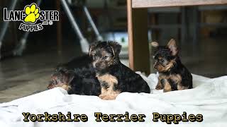 Cute Yorkie Puppies