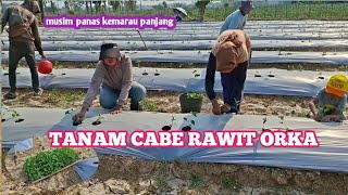 Tanam cabe rawit orka di musim kemarau panen musim hujan