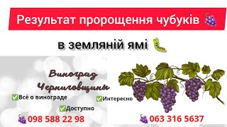 Результат пророщення чубуків винограду в земляний ямі. тел.0985882298, 0633165637