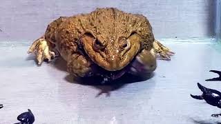 Intense Wildlife Showdown_ Asian Bullfrog vs. Black Scorpion 🐸🦂