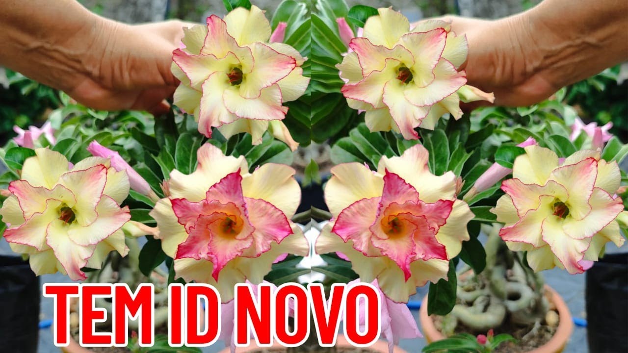 ✅APRENDA OS✨3 SEGREDOS✨QUE MUDOU MINHAS ROSA DO DESERTO 😱