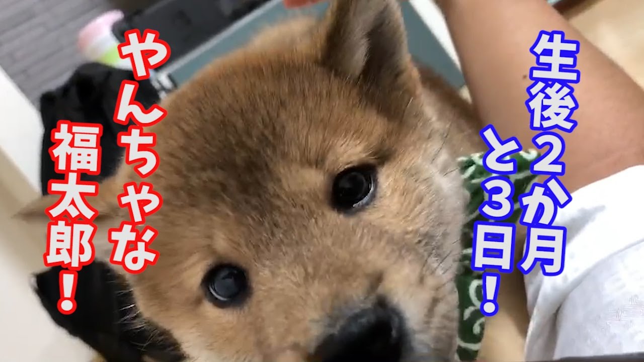 【柴犬子犬_生後63日】やんちゃな福太郎！！～Shiba Inu Hukutaro～ YouTube