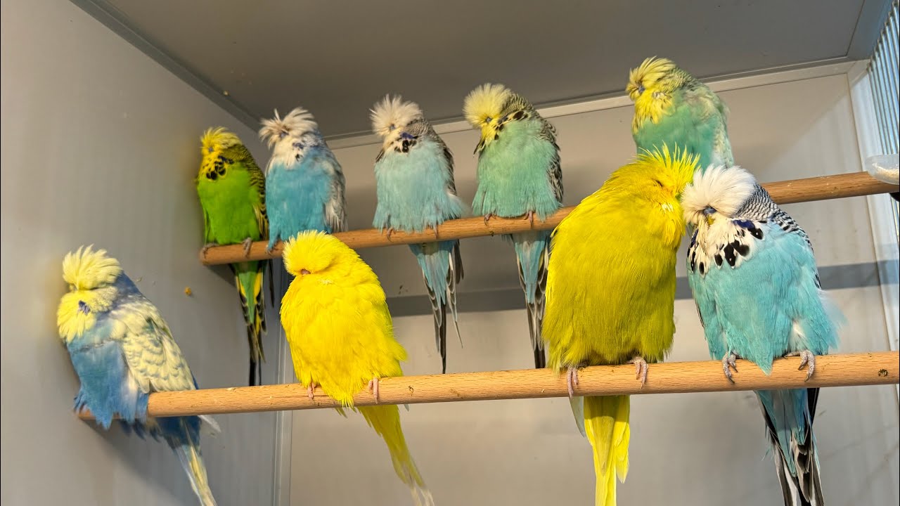 Show Jumbo Muhabbet Kuşlarında Eşleme Yaparken Nelere Dikkat Ediyoruz