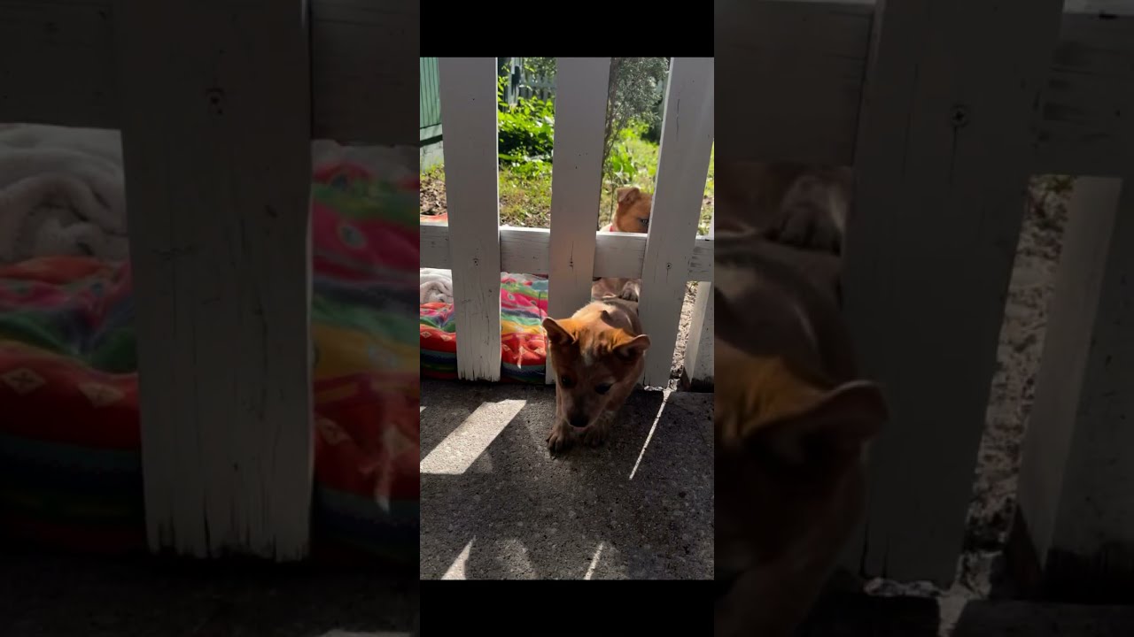 When You Re Too Cute To Be Confined Puppyshorts Farmlife Dogs Puppies 