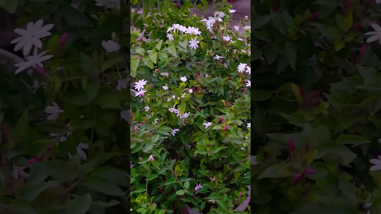 Beautiful star Jasmine flowers🌸🌿🌸 