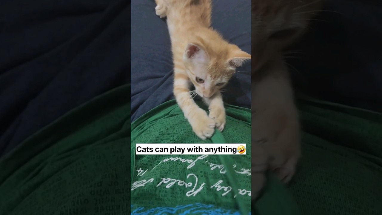 Cats can literally play with anything😻🤣 YouTube