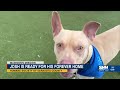Madison's Mission: Josh is ready for his forever home!