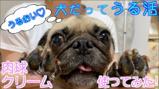 【愛犬のケア】犬だってうる活！肉球クリーム試してみた！レビュー pug dog