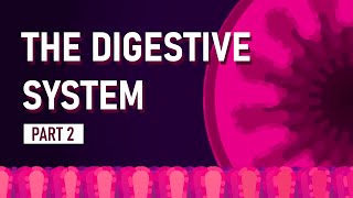 How We Absorb Nutrients | The Digestive System by FreeMedEducation 20,599 views 9 months ago 4 minutes, 19 seconds