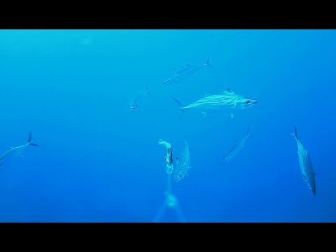 Pesca a traina con artificiale. Riprese con Water Wolf.