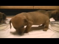Miniature dachshunds 3 weeks old  first time lapping from bowl