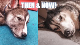 My Husky THEN and NOW! Cutest Growup Ever!