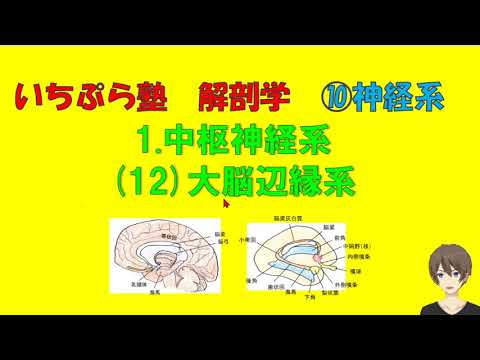 【いちぷら塾】解剖学　10神経系 1 中枢神経系 (12) 大脳辺縁系 #あん摩マッサージ指圧師、鍼灸師