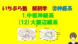 【いちぷら塾】解剖学　10神経系 1 中枢神経系 (12) 大脳辺縁系 #あん摩マッサージ指圧師、鍼灸師