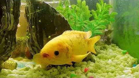 CÁ RÔ VÀNG ĐỘT BIẾN