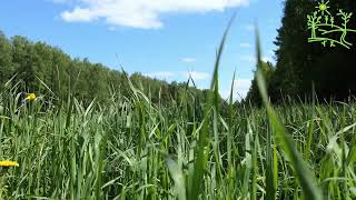 3 hours! Wildlife Green summer This grass is beautiful Wonderful birdsong by Звуки природы Павел Relaxik 709 views 8 months ago 3 hours, 1 minute