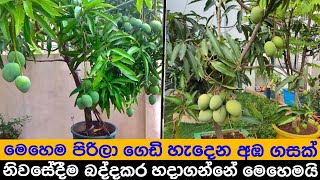 අපේ අතින්ම ගෙඩි පිරිලා හැදෙන අඹ ගසක් බද්ද කරලා මෙසේ සාදා ගනිමු - how to grow a bud mango tree.