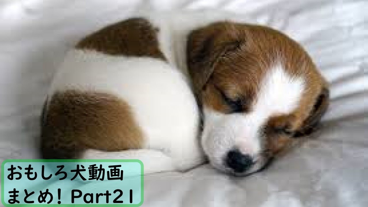 面白 犬 おもしろ犬動画まとめ 21 かわいい Youtube