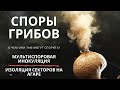 Споры грибов - Инокуляция спорами, Секторизация