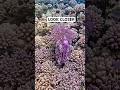 This Animal Disappears in 1 Second… How Is That Possible? #shorts