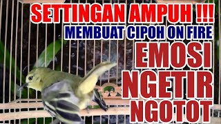 Sirtu Betina Memanggil Jantan Pancingan Cipoh Agar Emosi Tarung Ngotot Gacor Dor