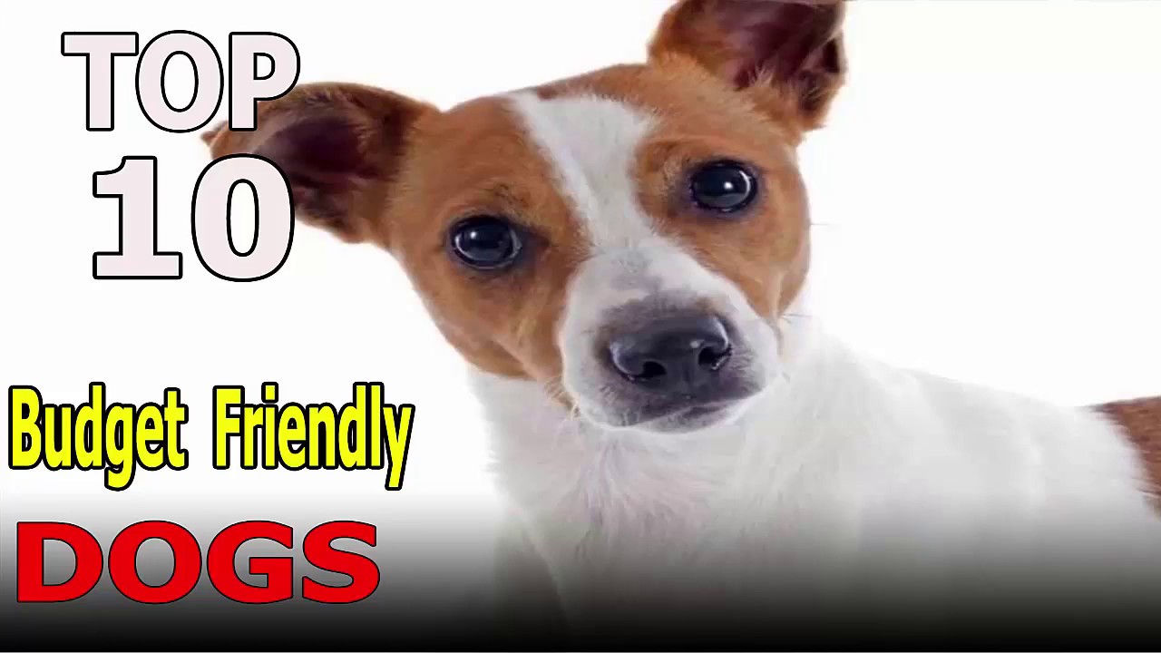 budget friendly dogs