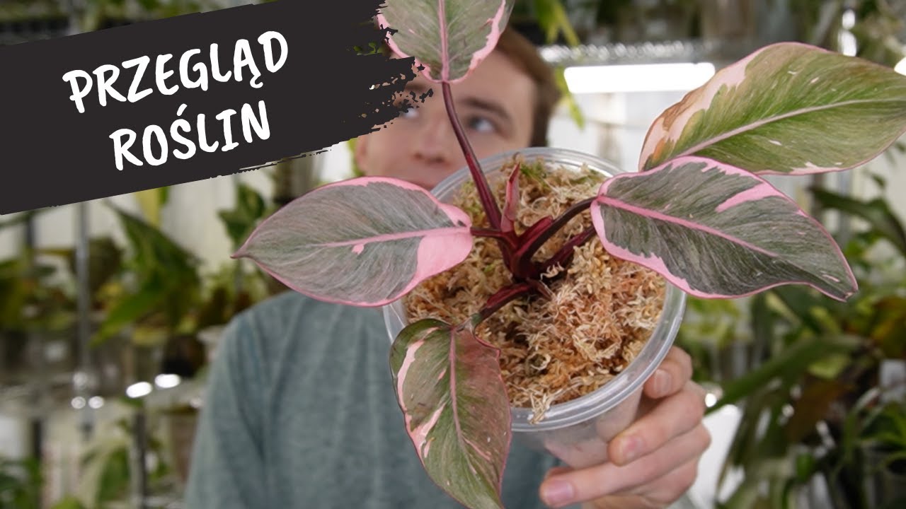 Przegląd roślin w trakcie aklimatyzacji | Anthurium, Philodendron, Scindapsus