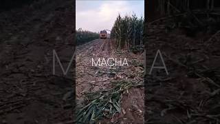 Гибрид: MACHA (ФАО 580) / с. Манас, Манасский р-н  #агрогоризонт  #greenlifeseed #macha #рек