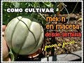 Como Cultivar Melón En Maceta Paso a Paso/El Cultivo Del Melón En Maceta/Mi huerto en el balcón