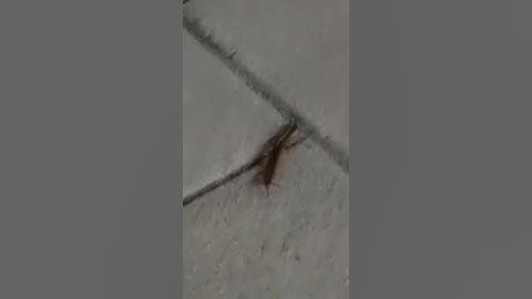 Làm gì khi Rết cắn😳 #animals #animal #anime #nature #snake #shorts