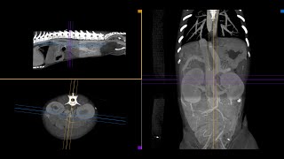 Little Dog With A Big Shunt Seen With Vimago Hdvi