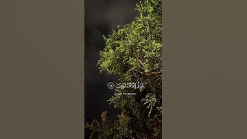 تلاوه خاشعه بصوت نقي#ماهر_المعيقلي #القرآن_الكريم #اكسبلور #لايك #ترند #قرآن