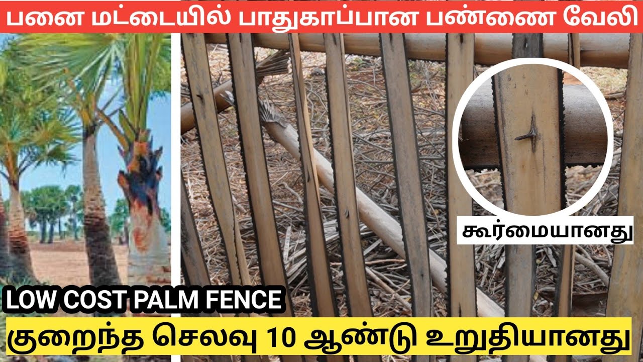 பனை மட்டையில் செலவு இல்லாத வேலி | LOW COST PALM MATTAI FENCE