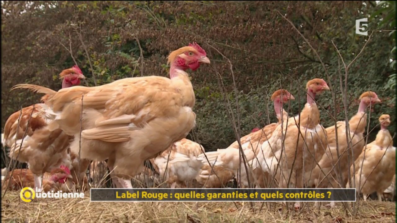 Label Rouge : quelles garanties et quels contrôles ? - La Quotidienne ...