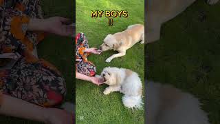 My Boys, Rousseau & Pablo @PawsOverBorders
