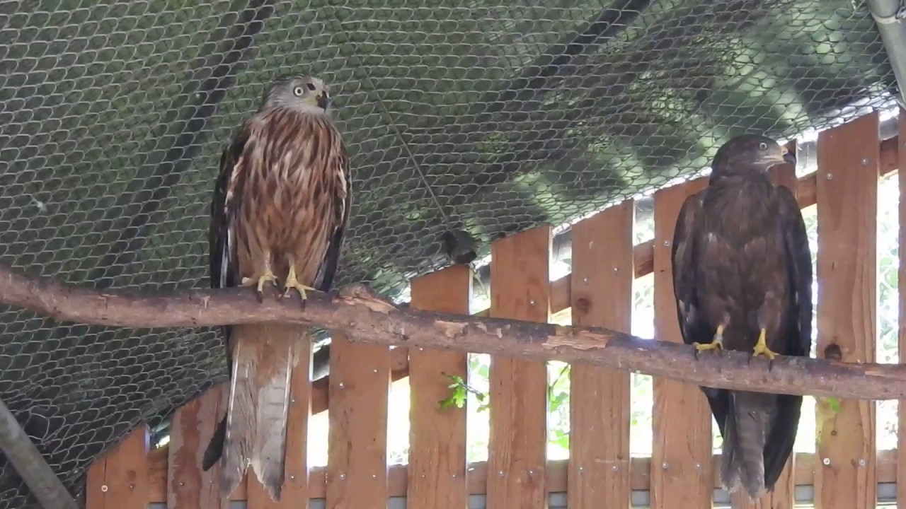 猛禽類の保護施設 アカトビ トビ ヨーロッパノスリ 17 0527 Youtube
