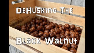 How to de-husk the Black Walnut without machines, the EASIEST way! by The Northwest Forager 67,658 views 6 years ago 1 minute, 58 seconds