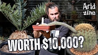 Ranking the Most Expensive Cacti and Succulents in the World