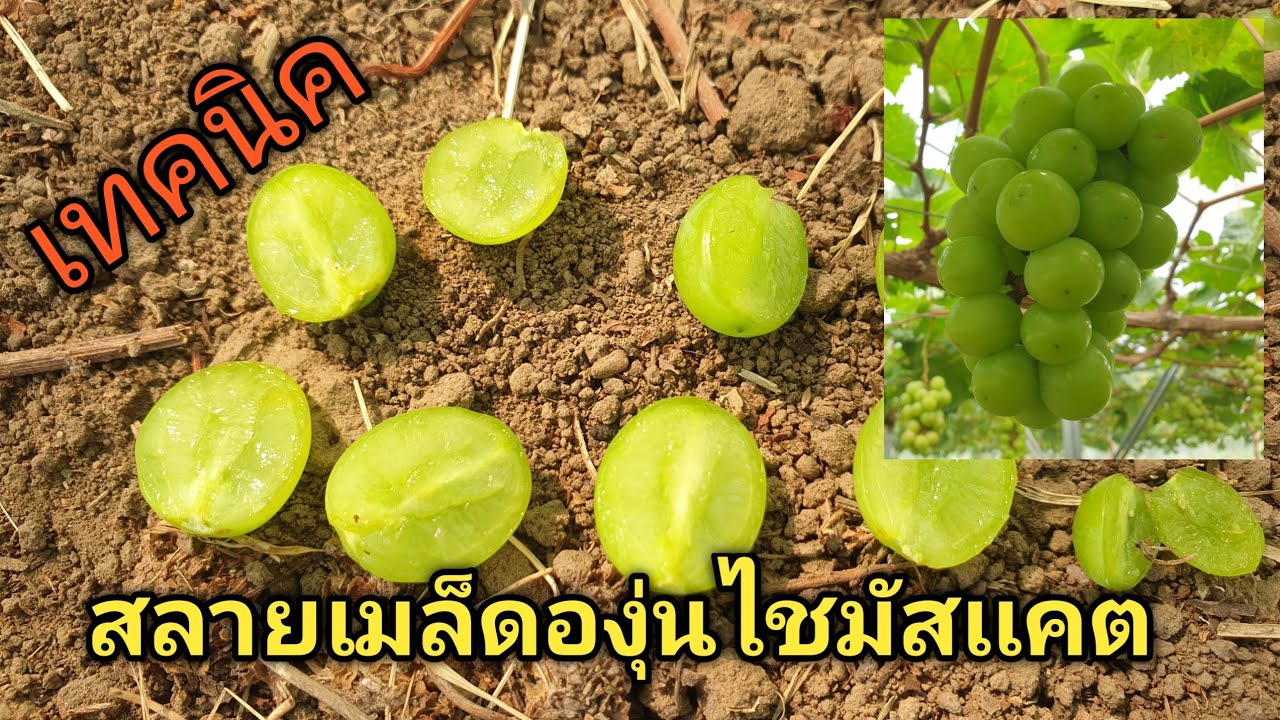 สลายเมล็ดองุ่นไชมัสแคต