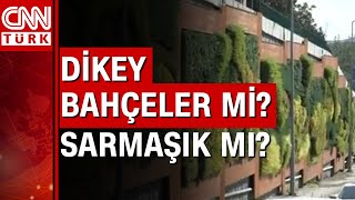 İstanbulda Yol Kenarlarına Sarmaşık Ekilecek